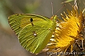 Macro butterfly (40D_9999_41_2rid)
